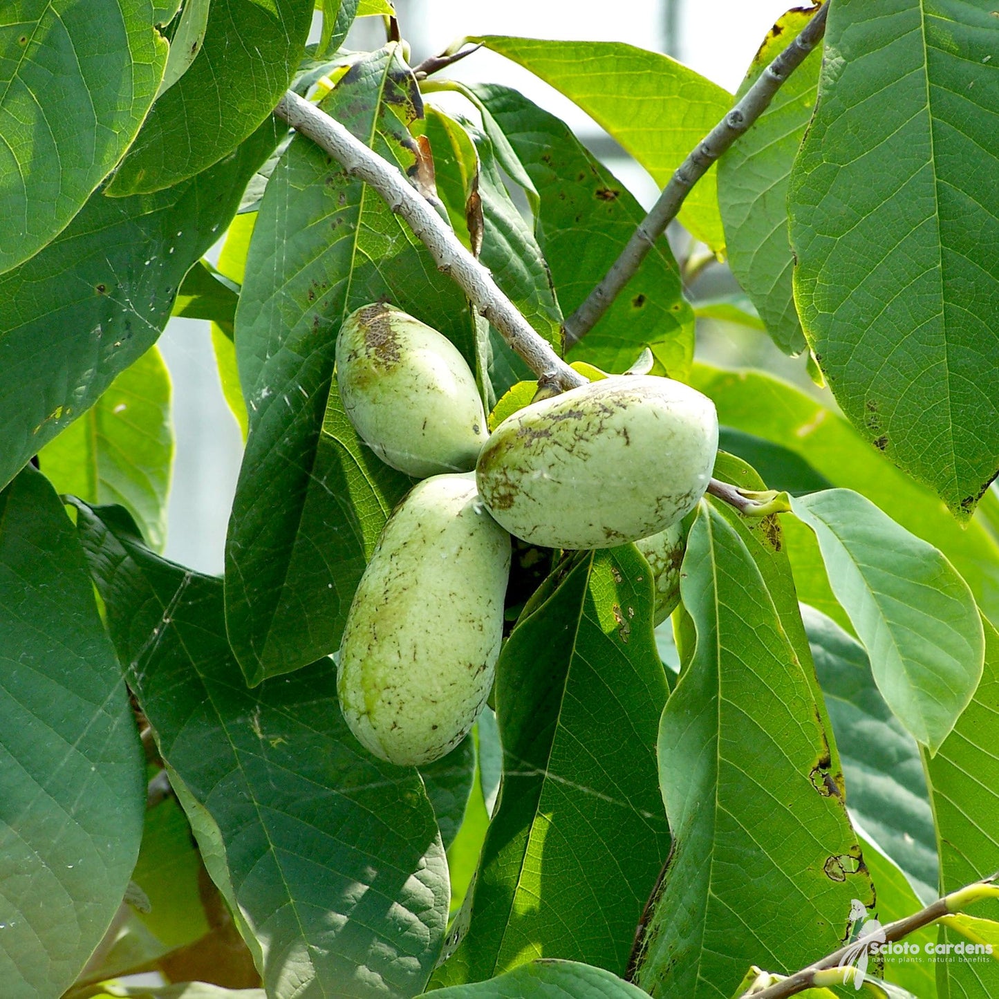 Asimina Triloba Pawpaw - View 1 from www redcrocus com
