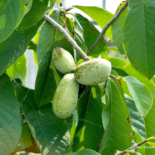 Asimina Triloba Pawpaw - View 1 from www redcrocus com