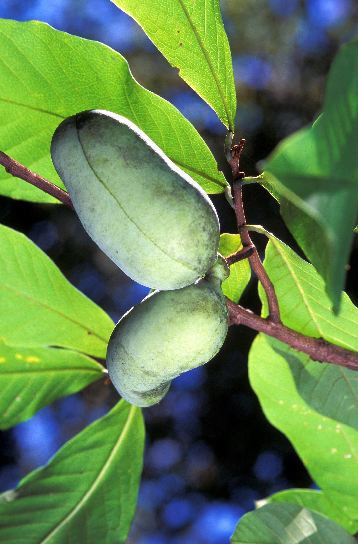 Asimina Triloba Pawpaw - View 2 from www redcrocus com
