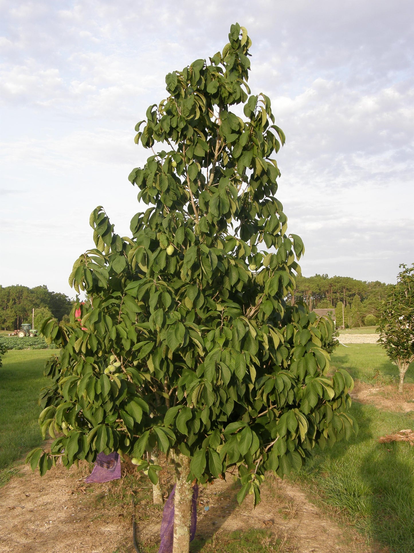 Asimina Triloba Pawpaw - View 3 from www redcrocus com