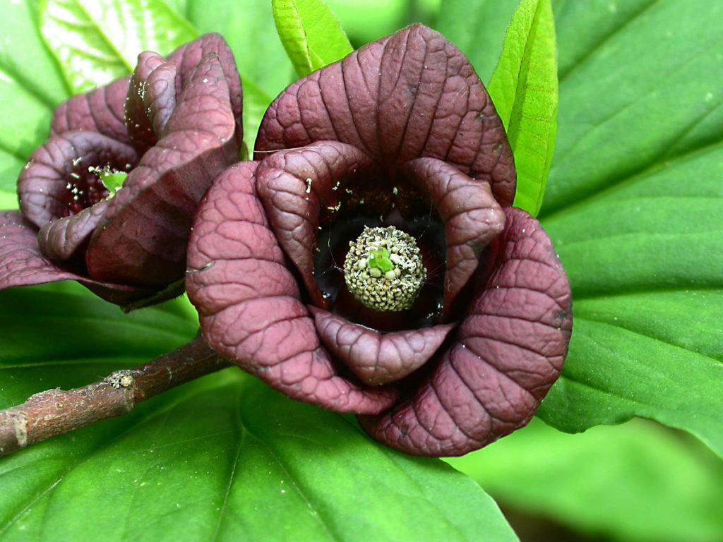 Asimina Triloba Pawpaw - View 6 from www redcrocus com