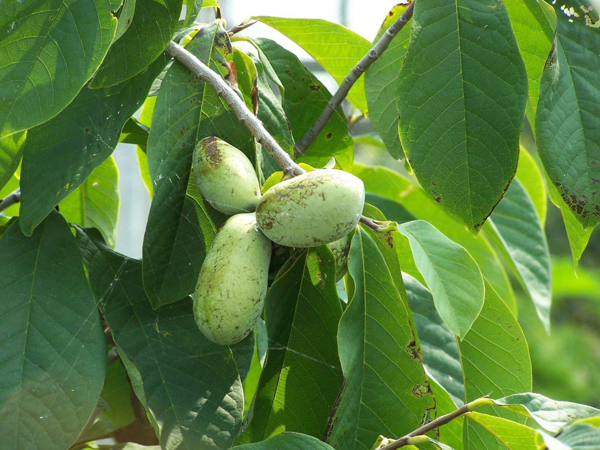 Asimina Triloba Pawpaw - View 7 from www redcrocus com