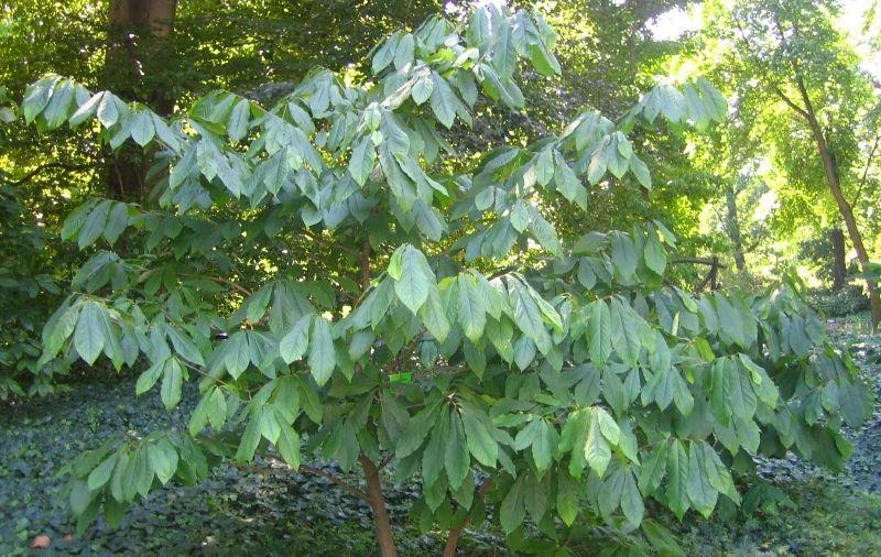 Asimina Triloba, Pawpaw - View 10 from www redcrocus com