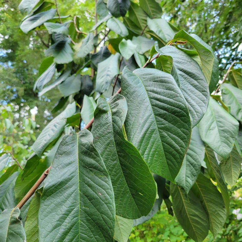 Asimina Triloba, Pawpaw - View 11 from www redcrocus com
