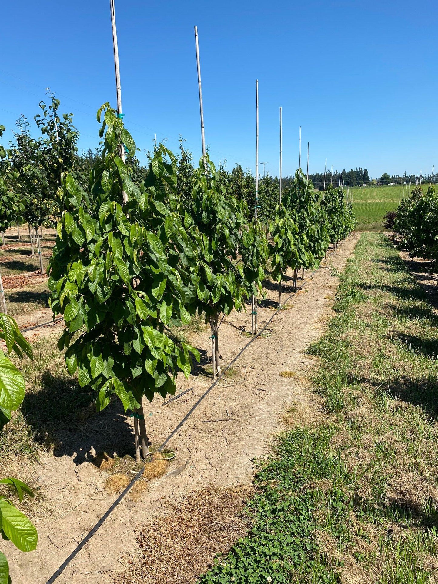 Asimina Triloba, Pawpaw - View 14 from www redcrocus com