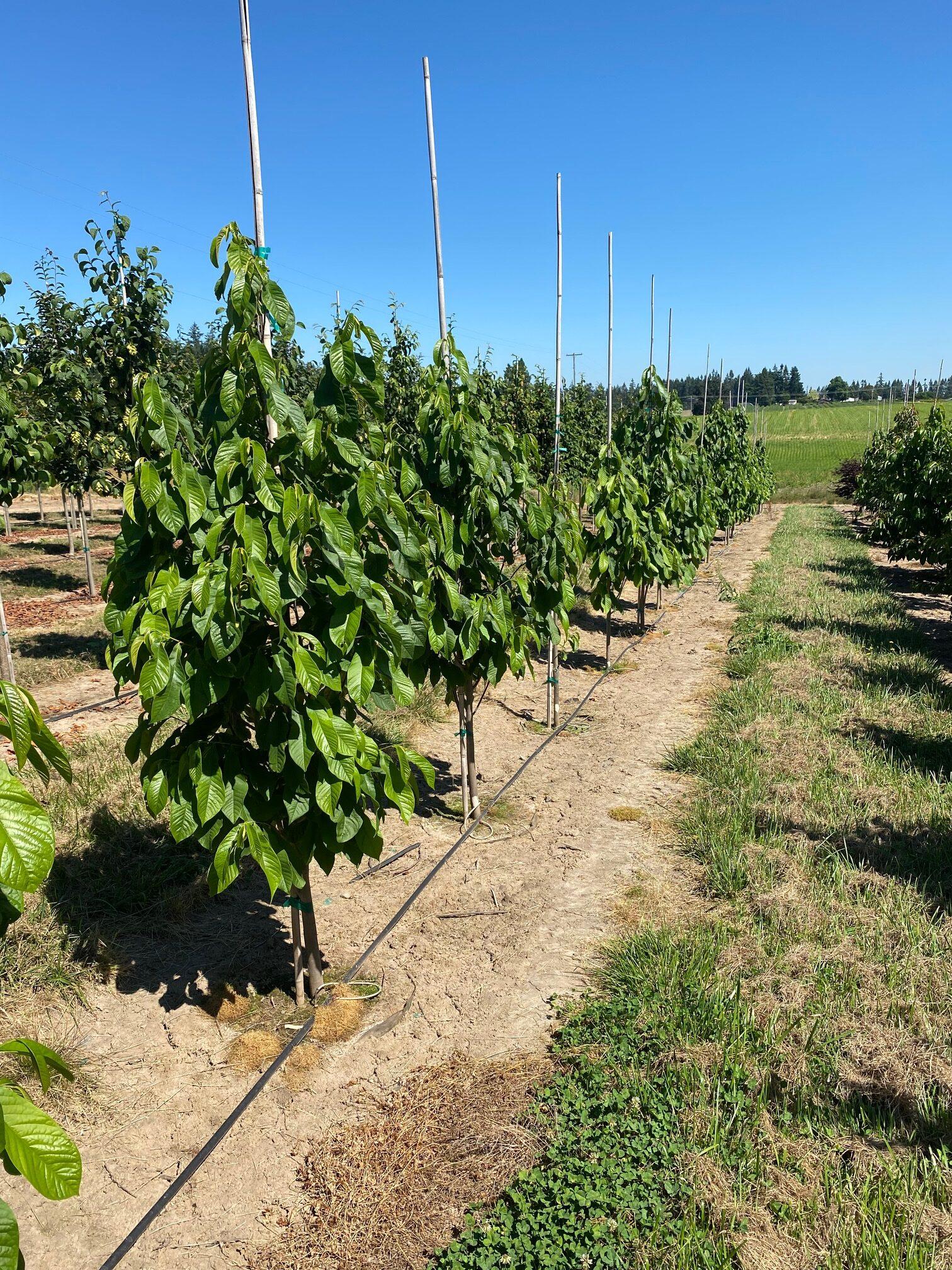 Asimina Triloba, Pawpaw - View 14 from www redcrocus com