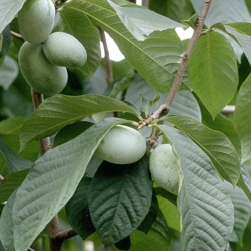Asimina Triloba, Pawpaw - View 15 from www redcrocus com