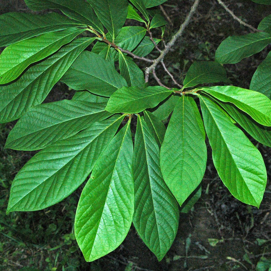 Asimina Triloba, Pawpaw - View 16 from www redcrocus com