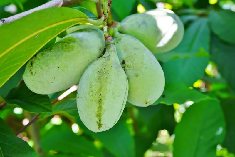 Asimina Triloba, Pawpaw - View 18 from www redcrocus com