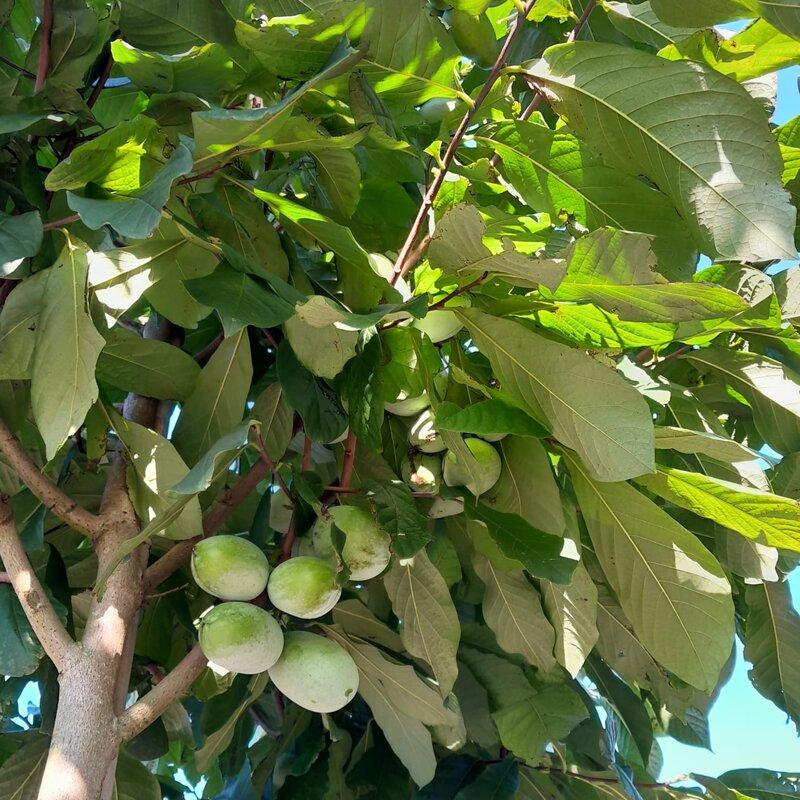 Asimina Triloba, Pawpaw - View 22 from www redcrocus com