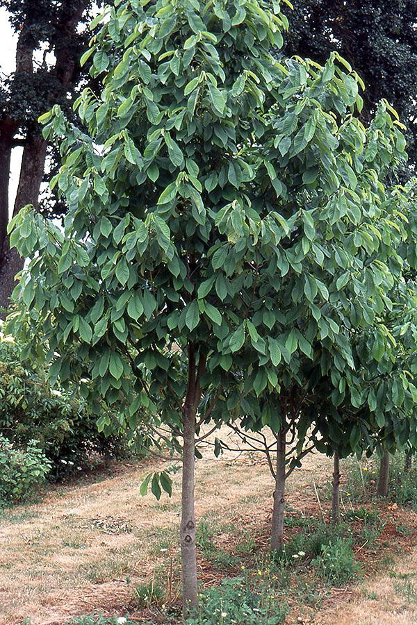 Asimina Triloba, Pawpaw - View 24 from www redcrocus com