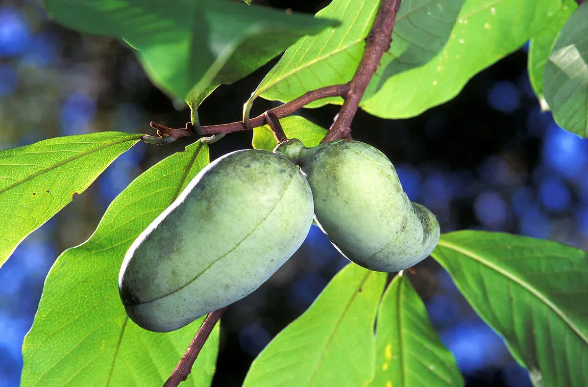 Asimina Triloba, Pawpaw - View 32 from www redcrocus com
