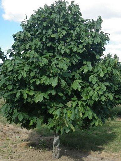 Asimina Triloba, Pawpaw - View 34 from www redcrocus com