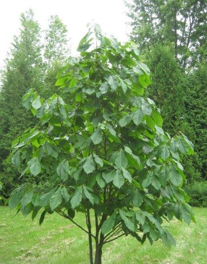 Asimina Triloba, Pawpaw - View 3 from www redcrocus com