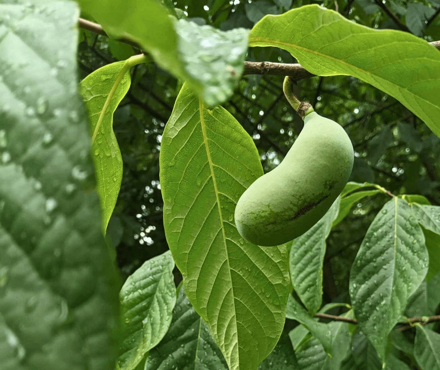 Asimina Triloba, Pawpaw - View 6 from www redcrocus com