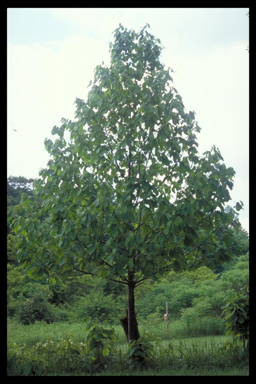 Asimina Triloba, Pawpaw - View 7 from www redcrocus com