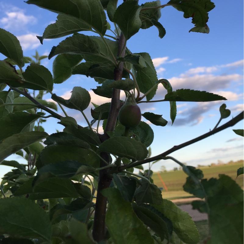 Malus Domestica Honeycrisp - View 14 from www redcrocus com