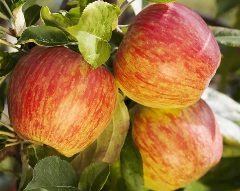 Malus Domestica Honeycrisp - View 15 from www redcrocus com