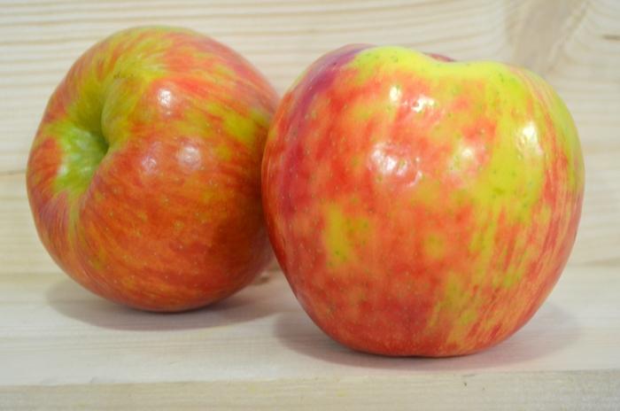 Malus Domestica Honeycrisp - View 17 from www redcrocus com