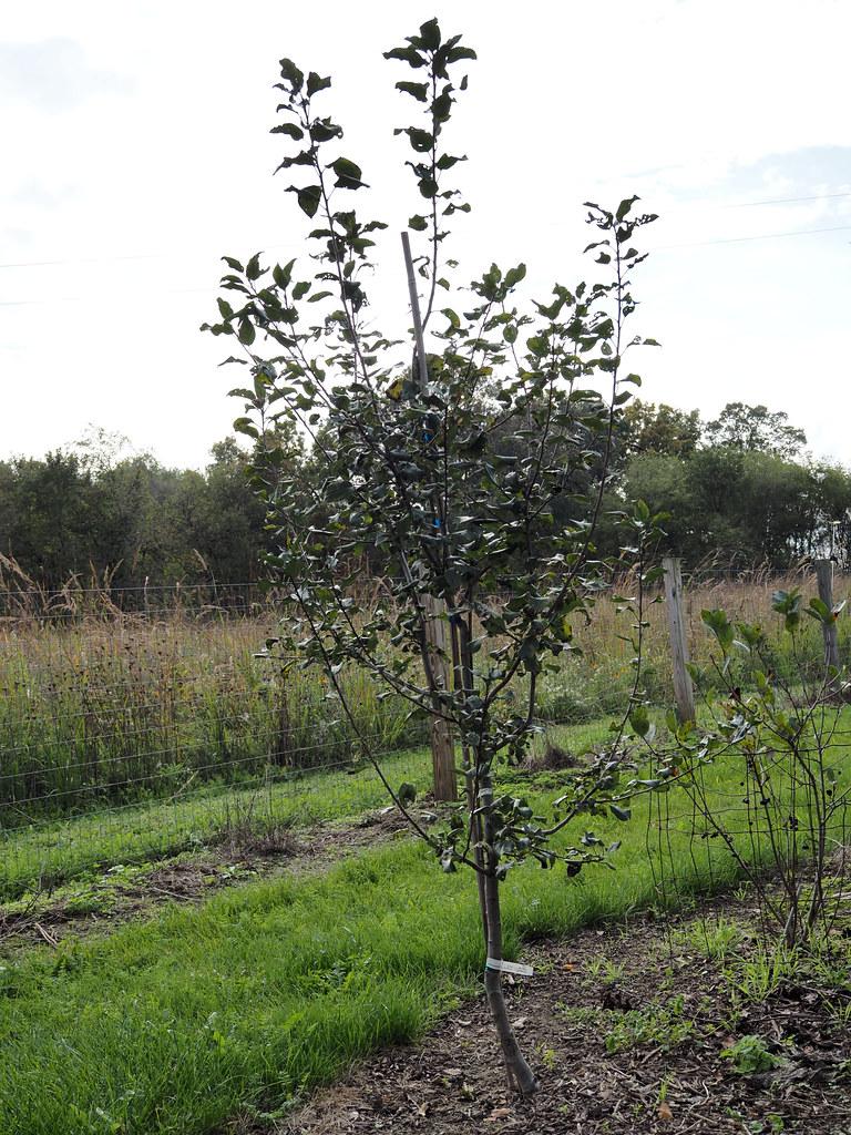 Malus Domestica Honeycrisp - View 18 from www redcrocus com