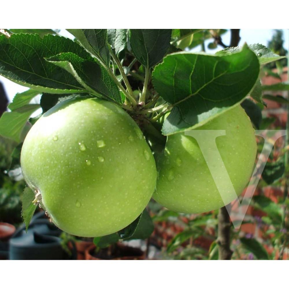 Malus Domestica Granny Smith - View 11 from www redcrocus com