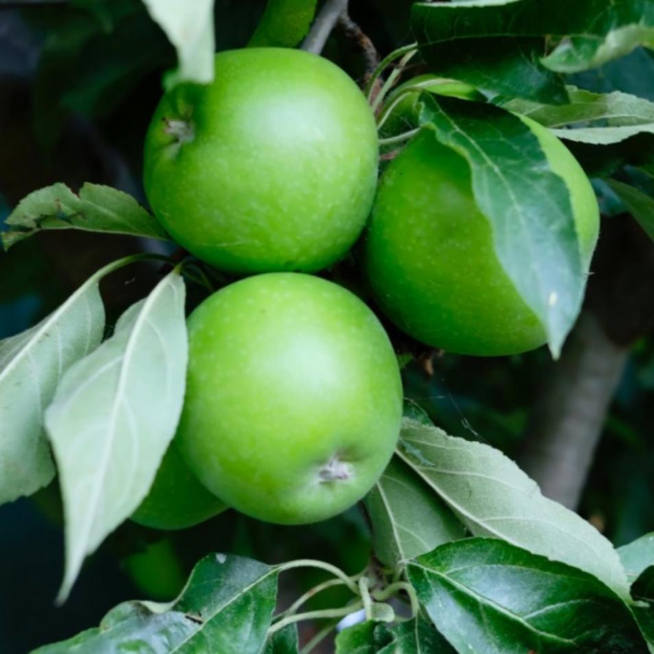 Malus Domestica Granny Smith - View 16 from www redcrocus com