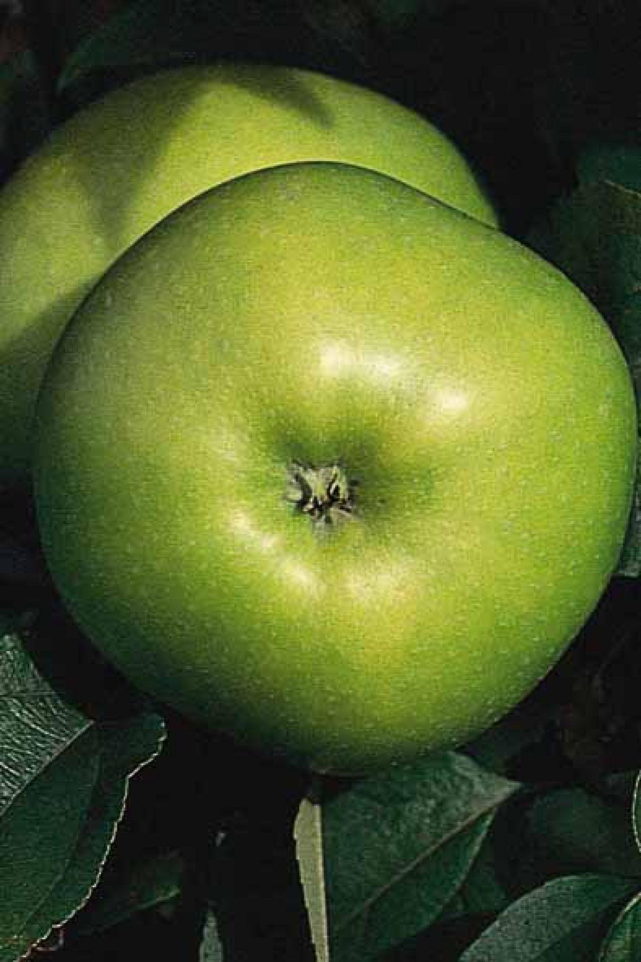 Malus Domestica Granny Smith - View 3 from www redcrocus com