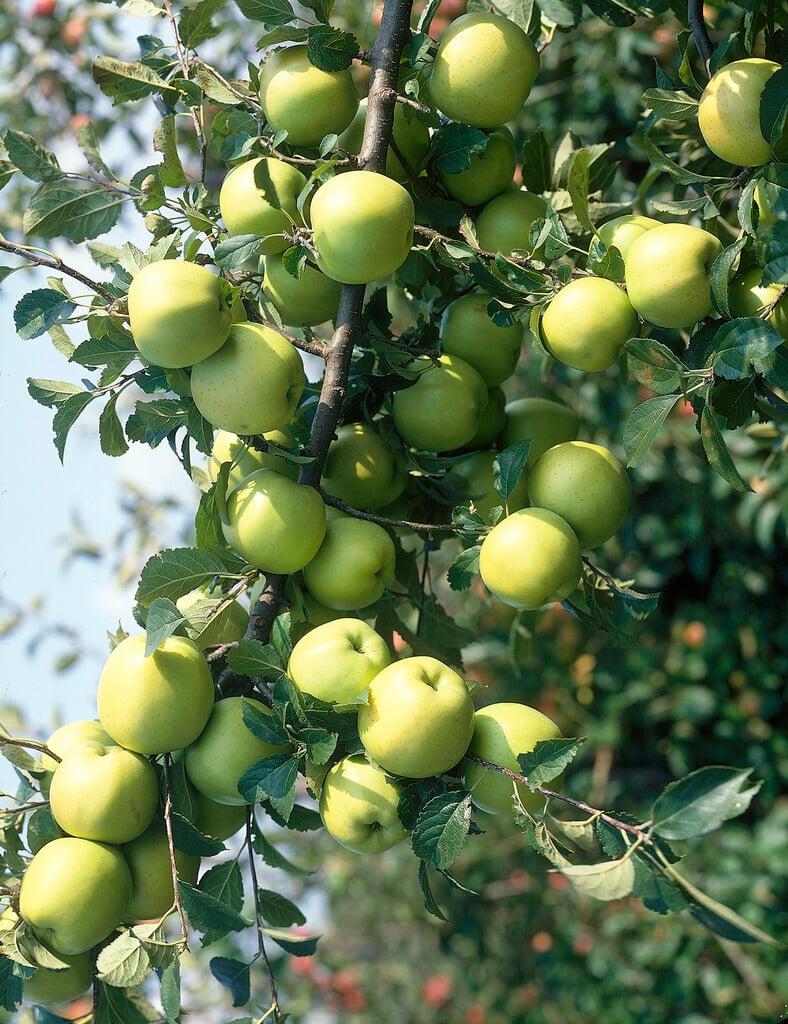 Malus Domestica Granny Smith - View 9 from www redcrocus com