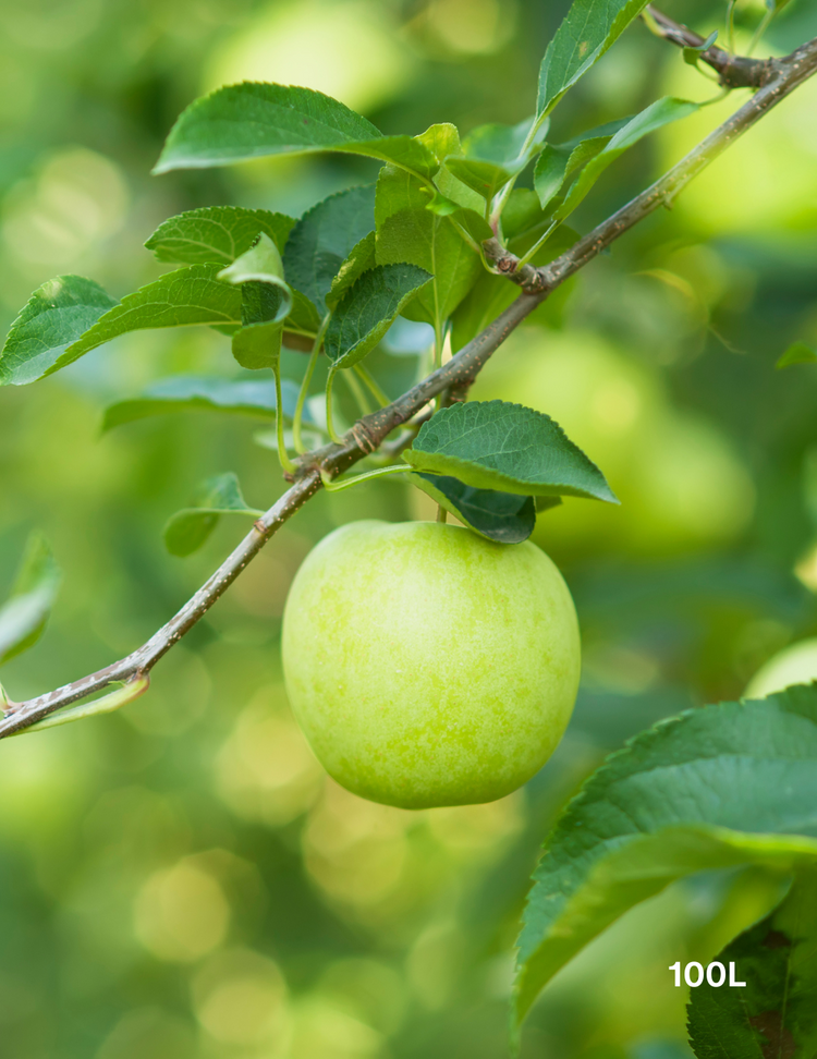 Malus Domestica Granny Smith - View 9 from www redcrocus com