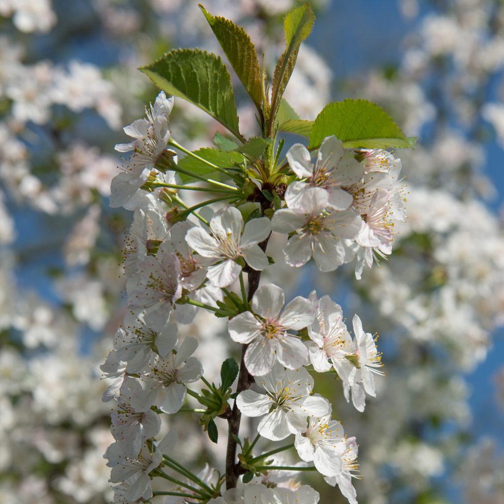 Prunus Avium 'rainer' Sweet Cherry - View 12 from www redcrocus com