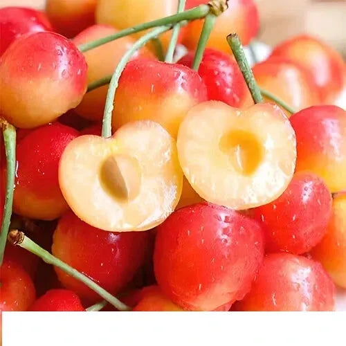 Prunus Avium 'rainer' Sweet Cherry - View 15 from www redcrocus com