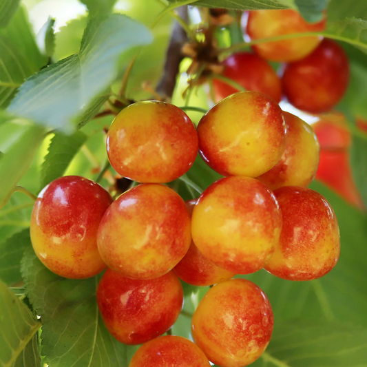 Prunus Avium 'rainer' Sweet Cherry - View 16 from www redcrocus com