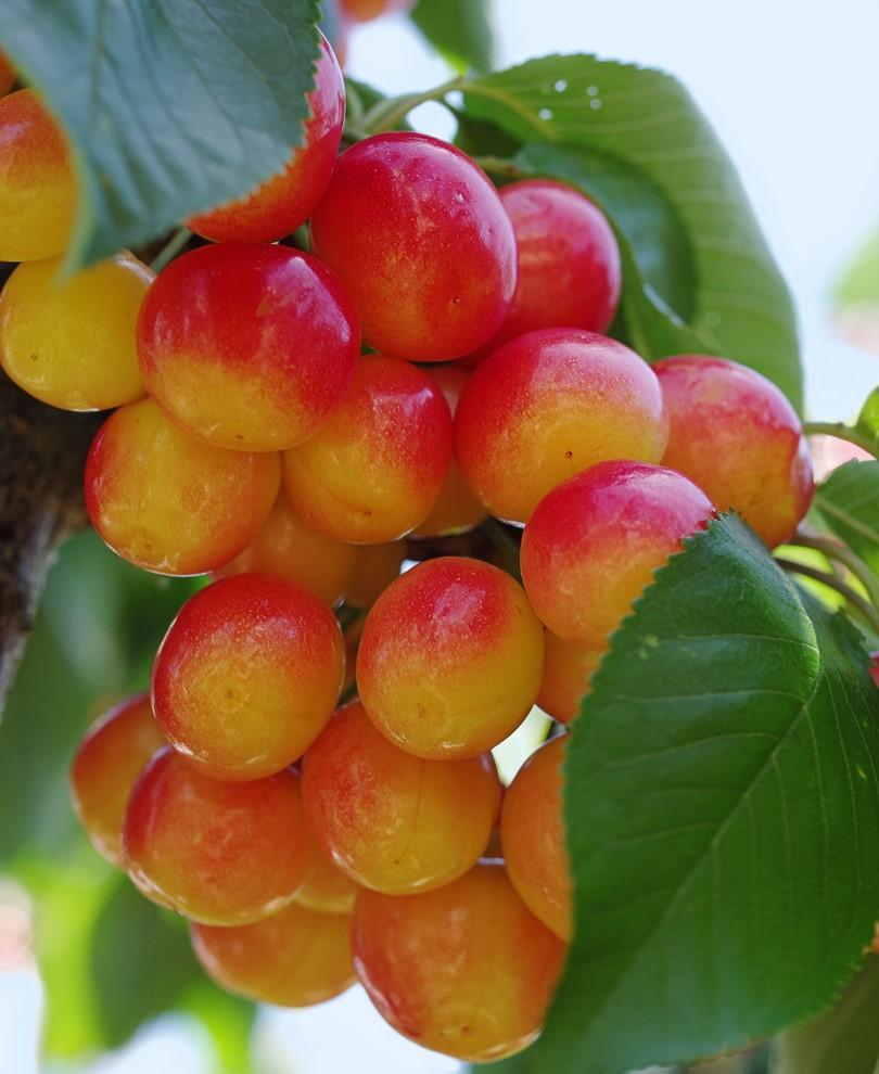 Prunus Avium 'rainer' Sweet Cherry - View 17 from www redcrocus com