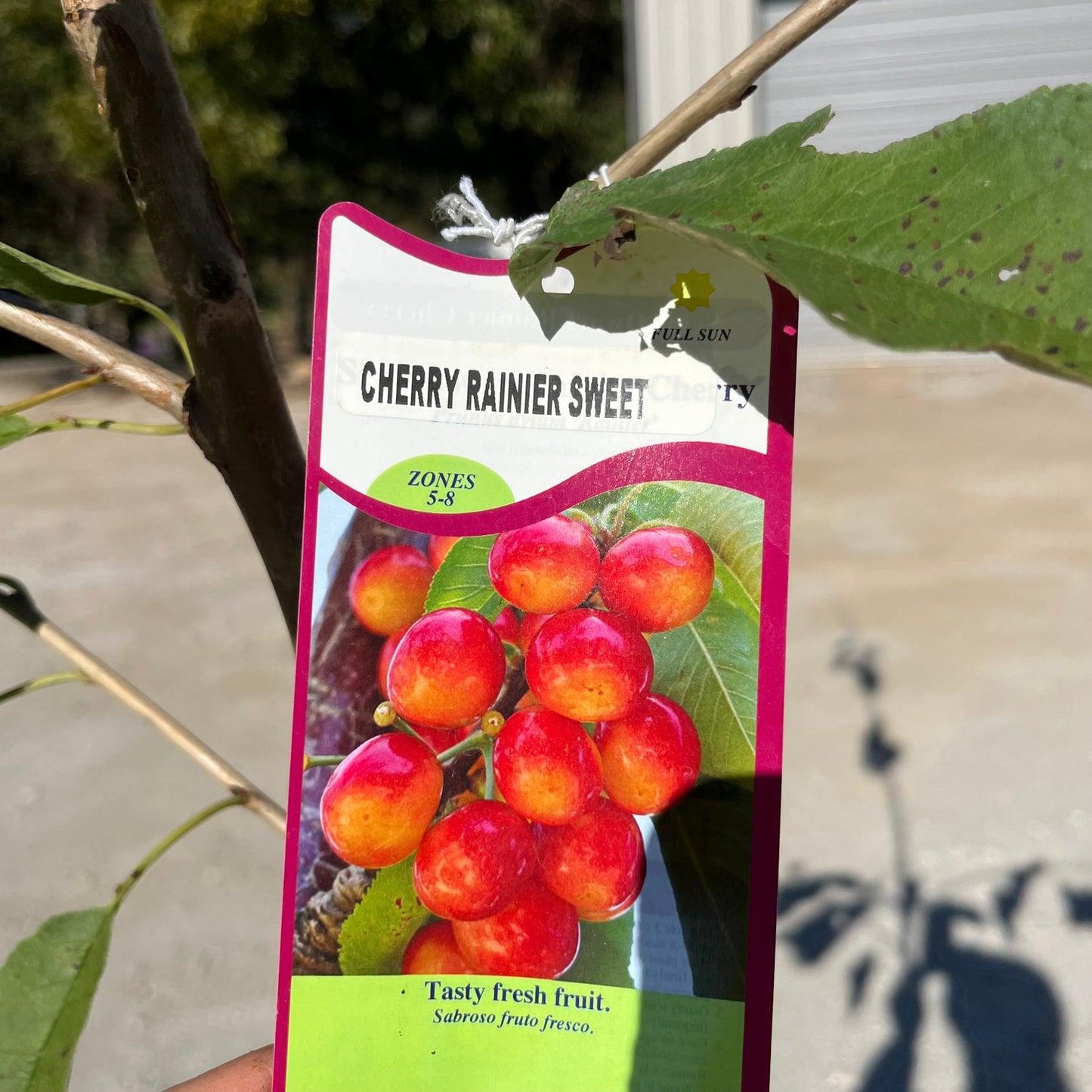 Prunus Avium 'rainer' Sweet Cherry - View 18 from www redcrocus com