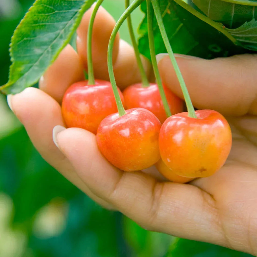 Prunus Avium 'rainer' Sweet Cherry - View 22 from www redcrocus com