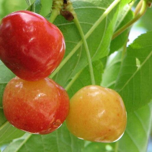 Prunus Avium 'rainer' Sweet Cherry - View 24 from www redcrocus com