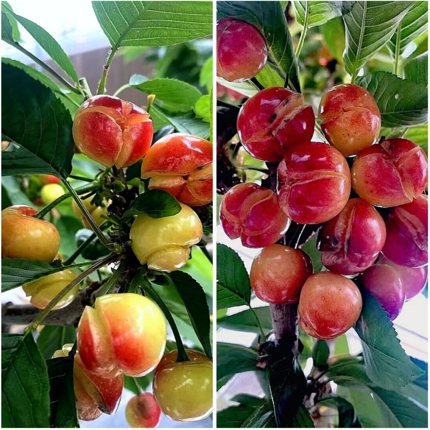 Prunus Avium 'rainer' Sweet Cherry - View 26 from www redcrocus com