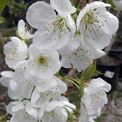 Prunus Avium 'rainer' Sweet Cherry - View 27 from www redcrocus com