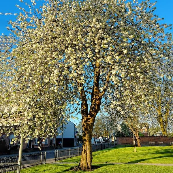 Prunus Avium 'rainer' Sweet Cherry - View 30 from www redcrocus com