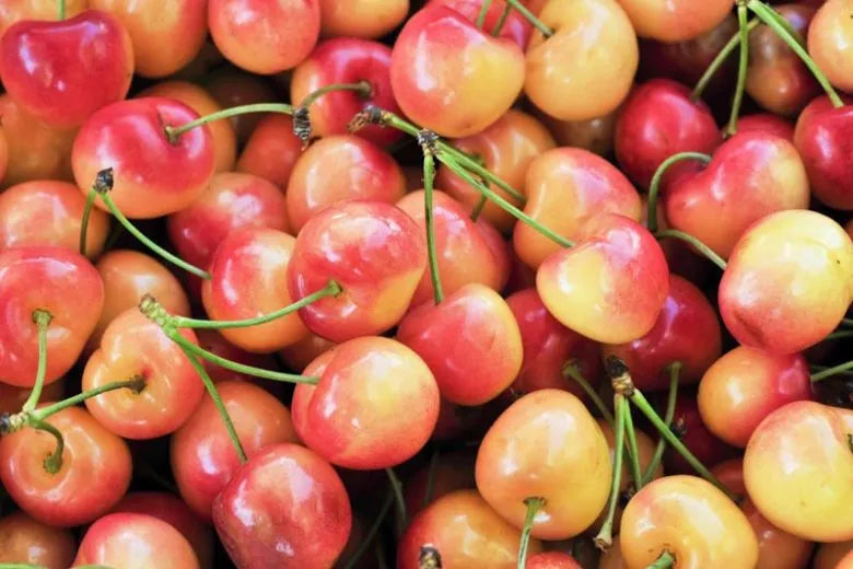 Prunus Avium 'rainer' Sweet Cherry - View 5 from www redcrocus com