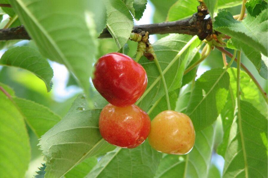 Prunus Avium 'rainer' Sweet Cherry - View 6 from www redcrocus com
