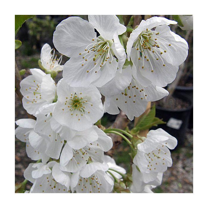 Prunus Avium 'rainer' Sweet Cherry - View 7 from www redcrocus com