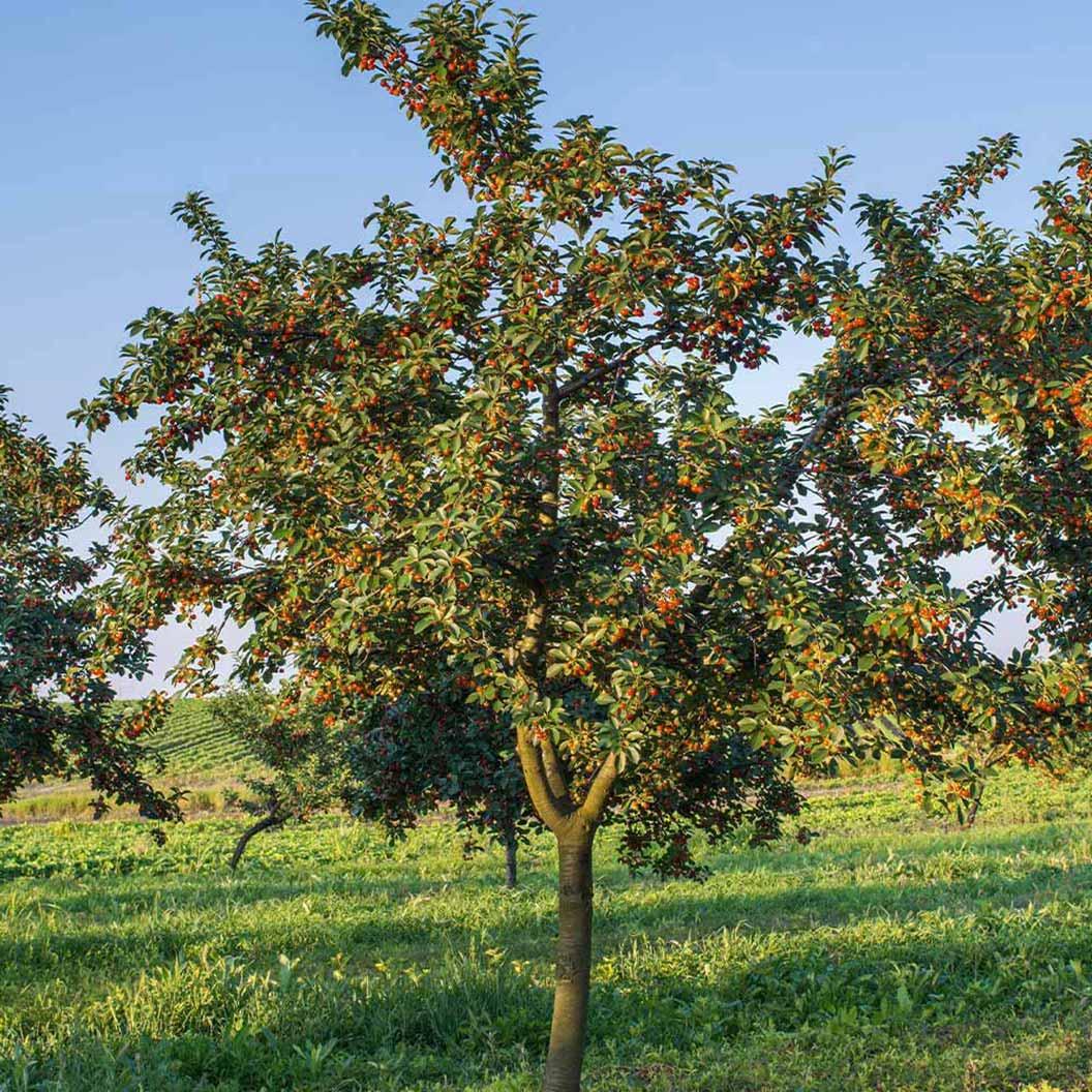 Prunus Avium 'rainer' Sweet Cherry - View 8 from www redcrocus com