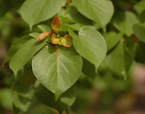 Prunus Armeniaca Goldcot - View 10 from www redcrocus com