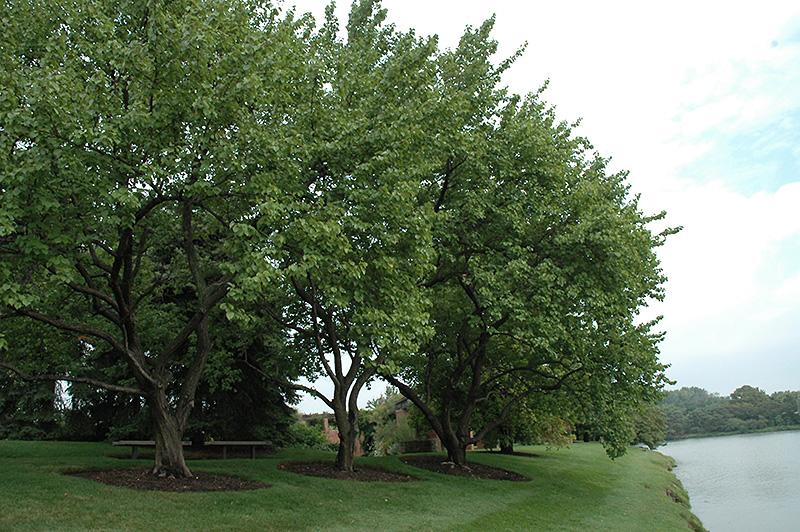 Prunus Armeniaca Goldcot - View 11 from www redcrocus com