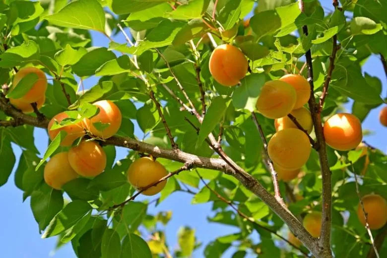 Prunus Armeniaca Goldcot - View 2 from www redcrocus com