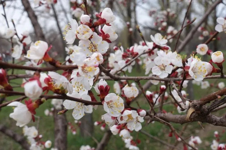 Prunus Armeniaca Goldcot - View 3 from www redcrocus com