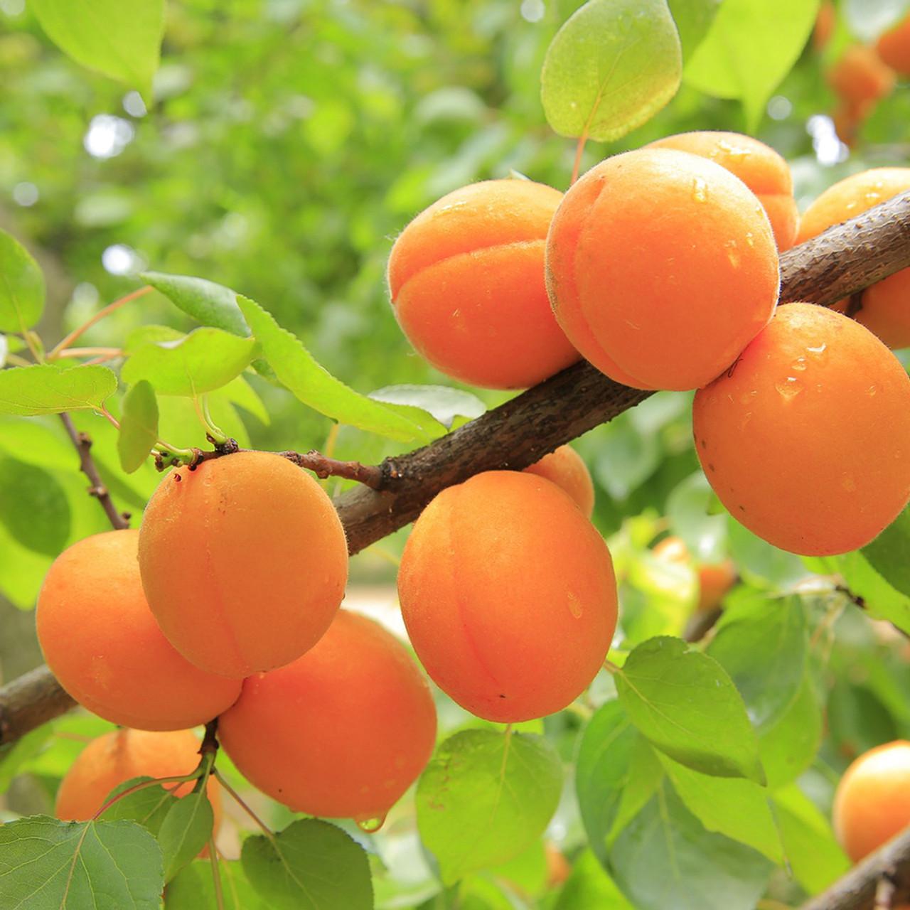 Prunus Armeniaca Goldcot - View 3 from www redcrocus com