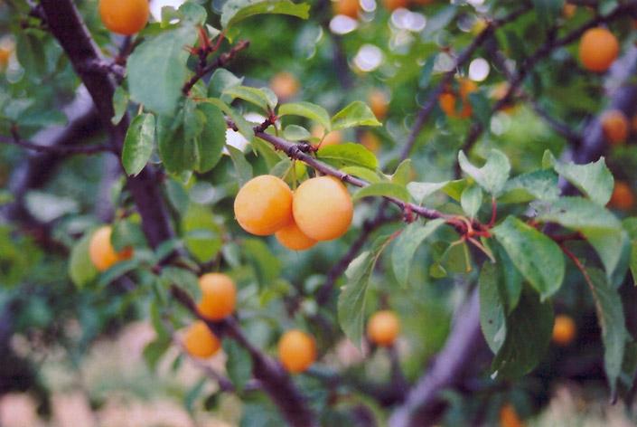 Prunus Armeniaca Goldcot - View 5 from www redcrocus com