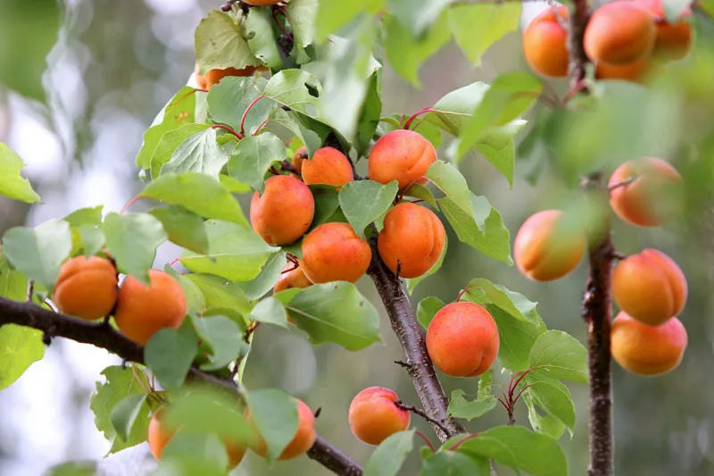 Prunus Armeniaca Goldcot - View 6 from www redcrocus com